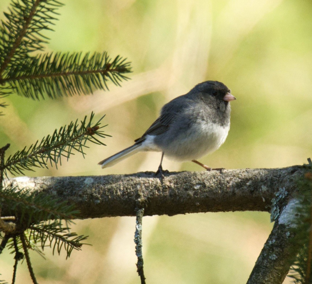 Dark-eyed Junco - Knarr Dan