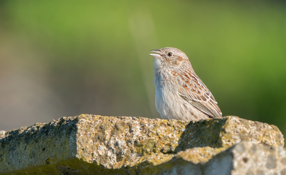 Cassin's Sparrow - ML616193975