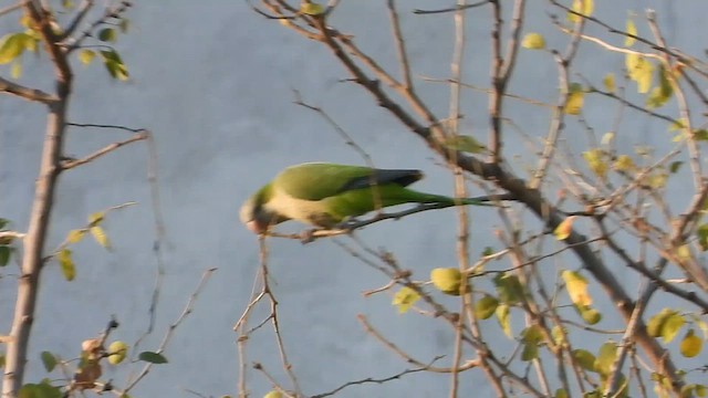 Monk Parakeet - ML616194031