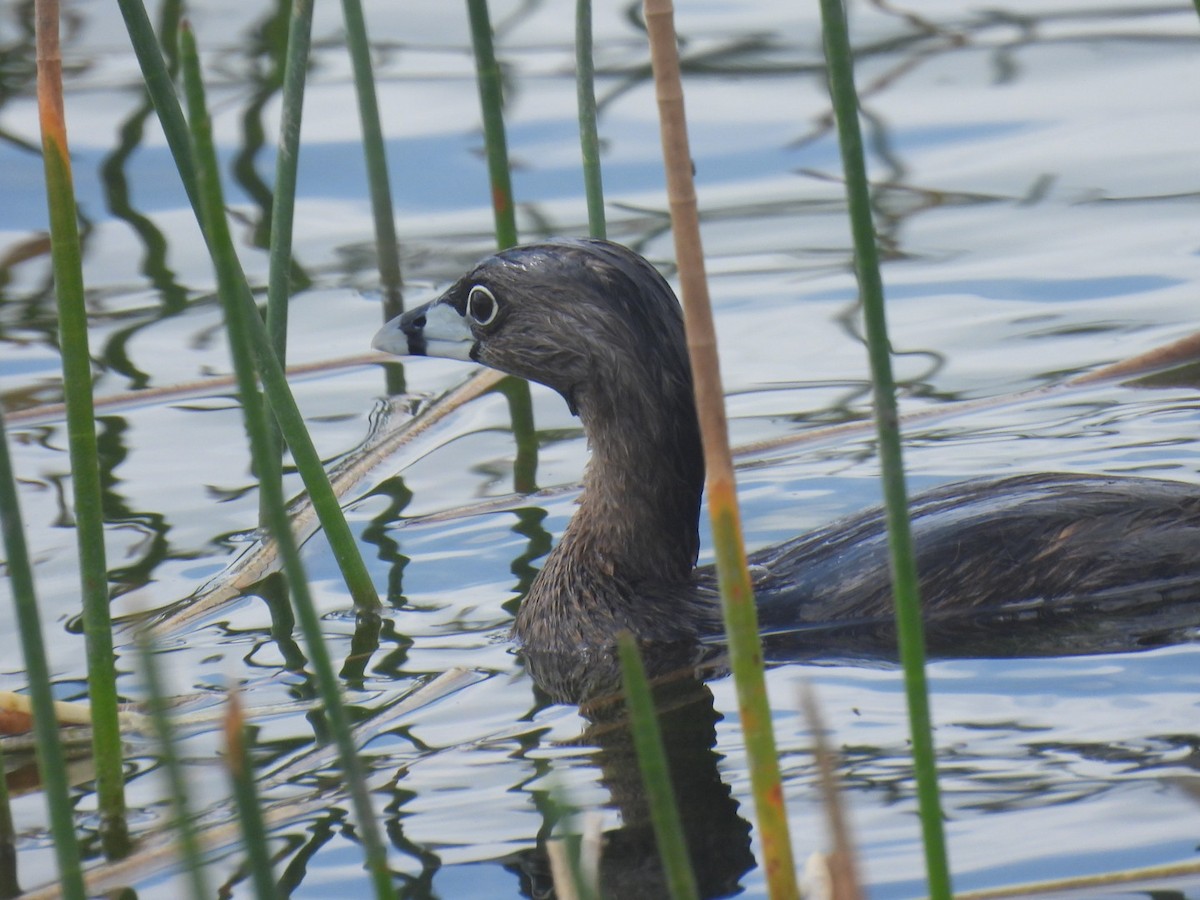 Pied-billed Grebe - ML616194033