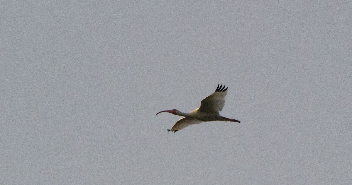 ibis bílý - ML616194050