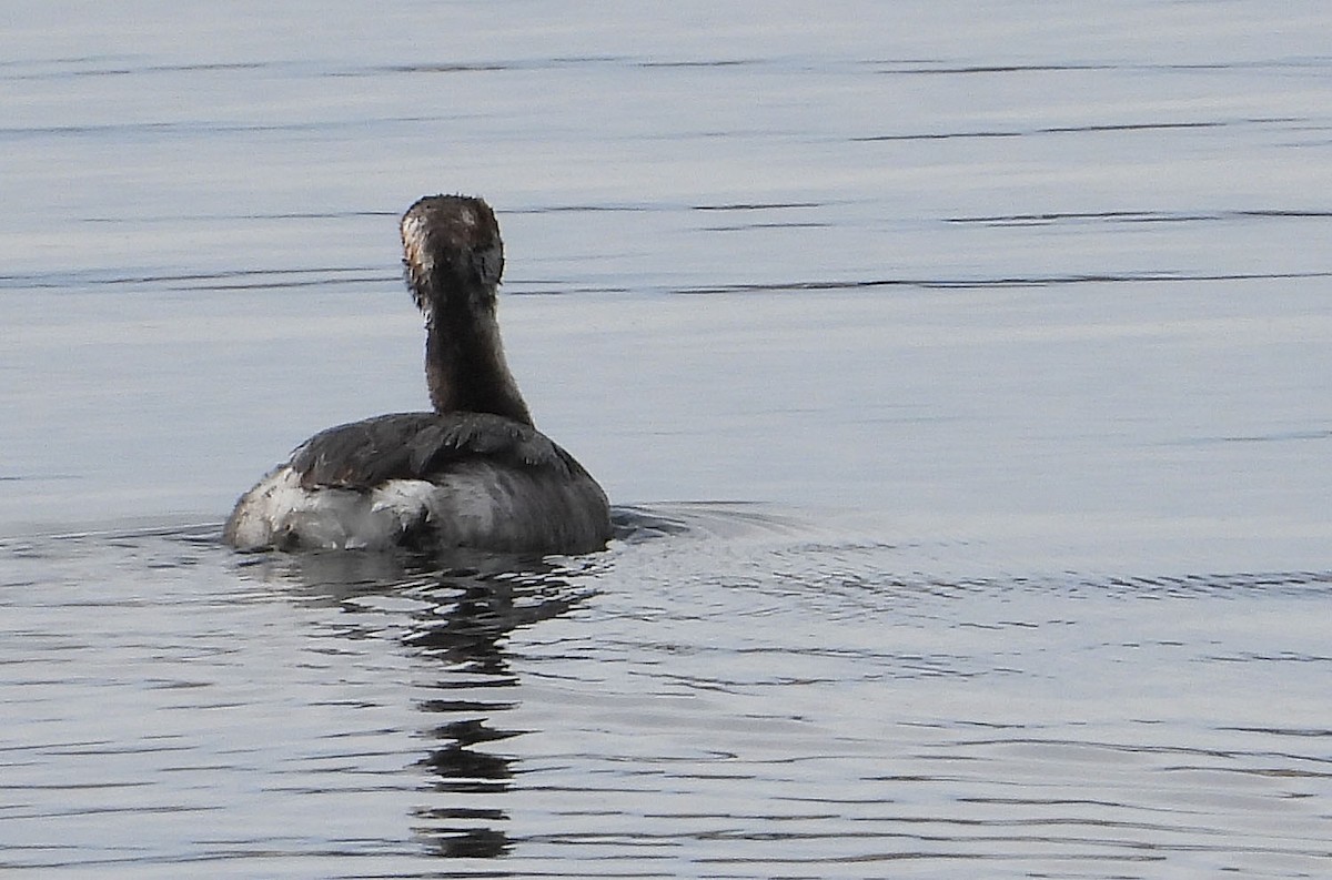 Eared Grebe - ML616194051