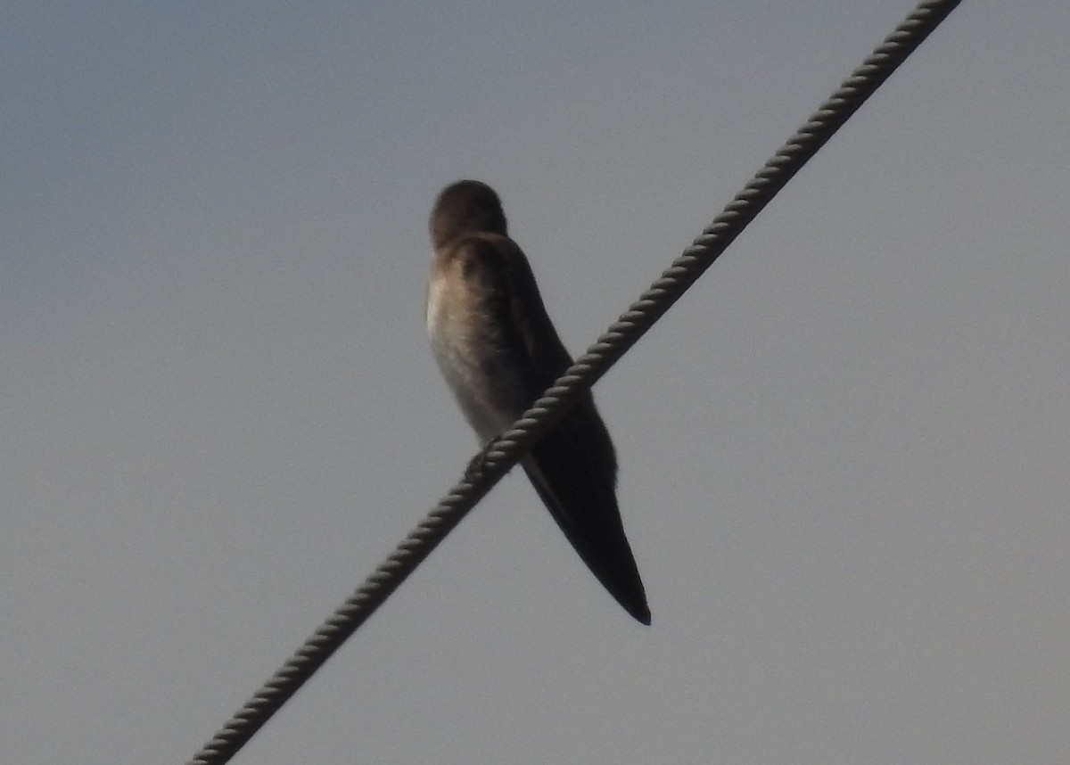 Golondrina Aserrada - ML616194061