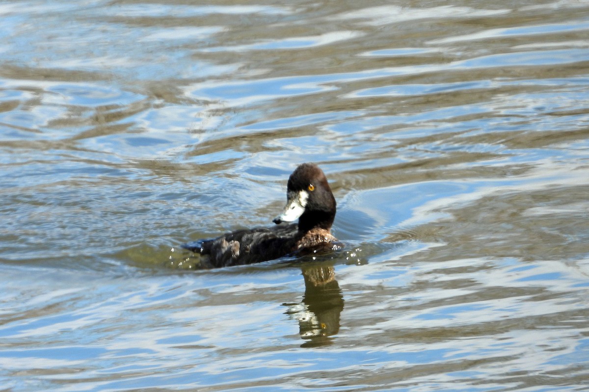 Lesser Scaup - ML616194080