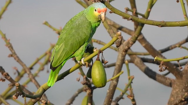 Red-lored Amazon - ML616194082