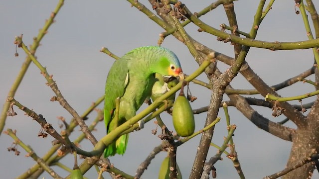 Red-lored Amazon - ML616194083