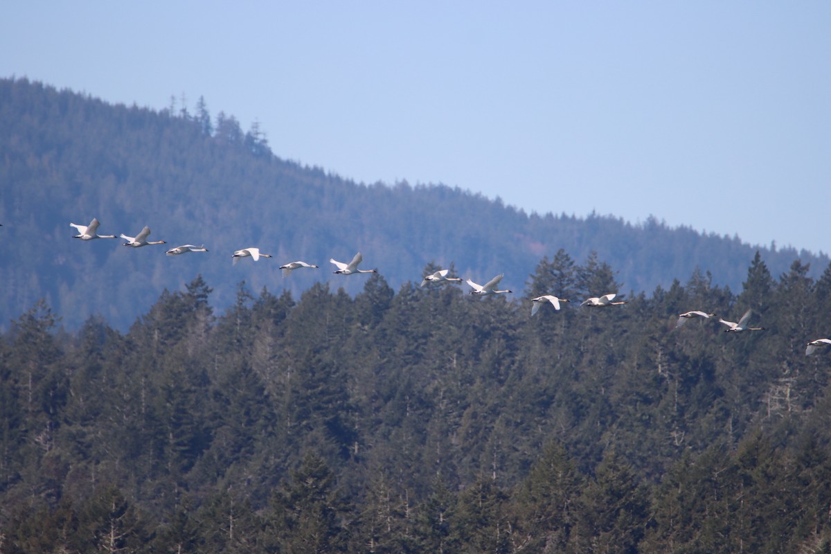 Trumpeter Swan - ML616194089