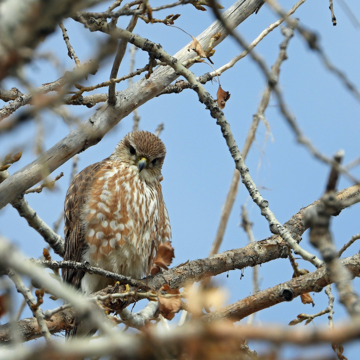 Merlin (Prairie) - Jack Robinson