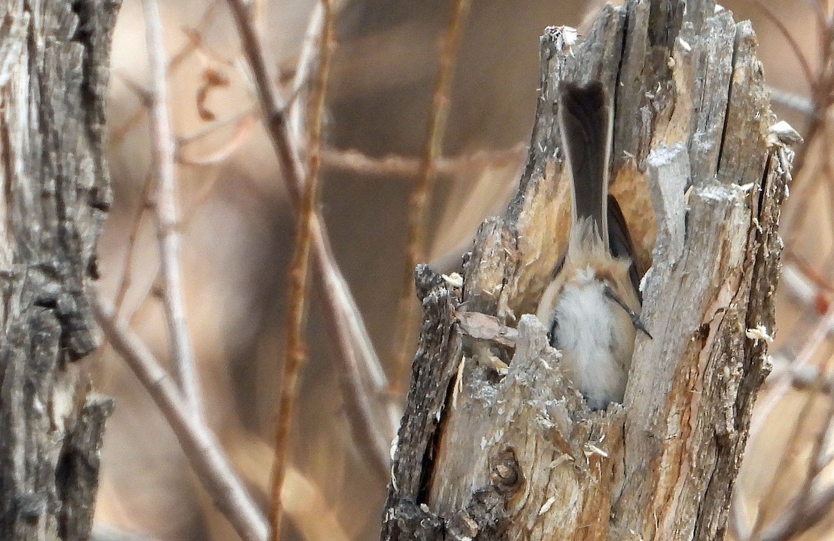 Black-capped Chickadee - ML616194107