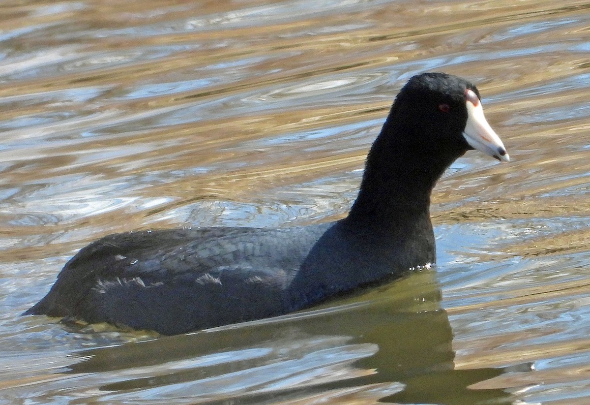 American Coot - Jack Robinson