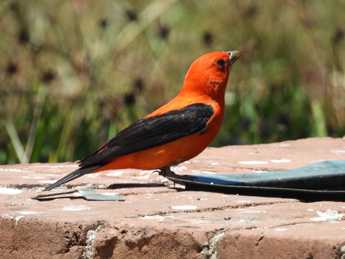 Piranga écarlate - ML616194177