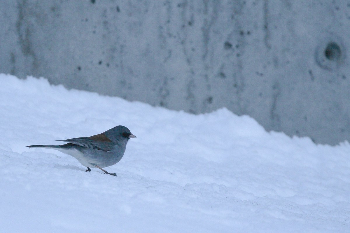 Dark-eyed Junco (Pink-sided) - ML616194205