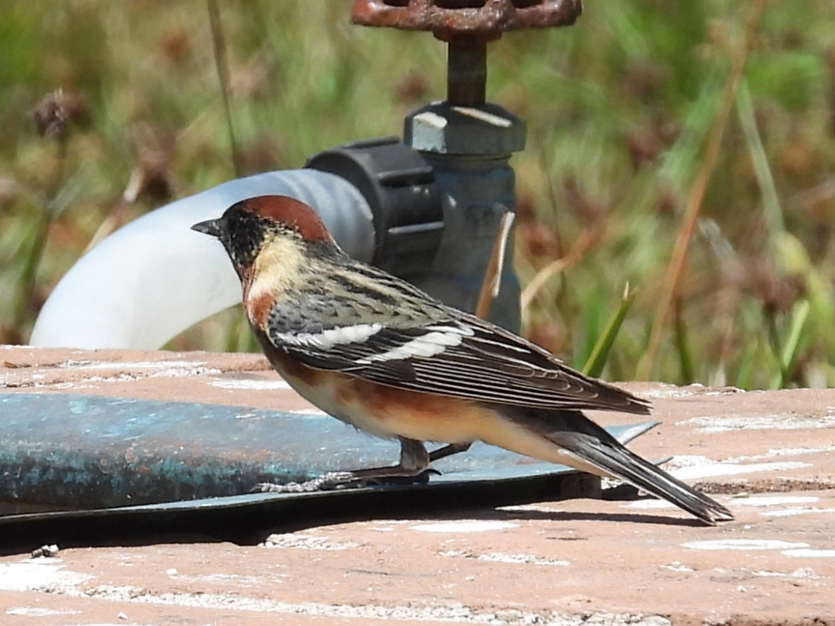 Bay-breasted Warbler - ML616194229