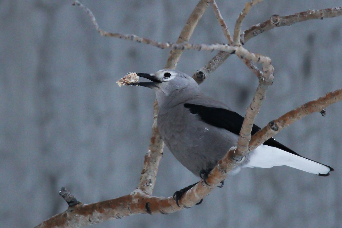 Clark's Nutcracker - ML616194241