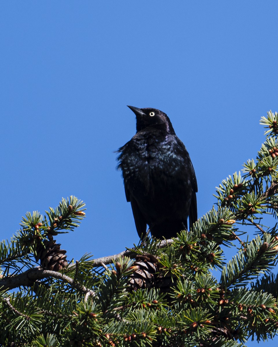 Brewer's Blackbird - ML616194243