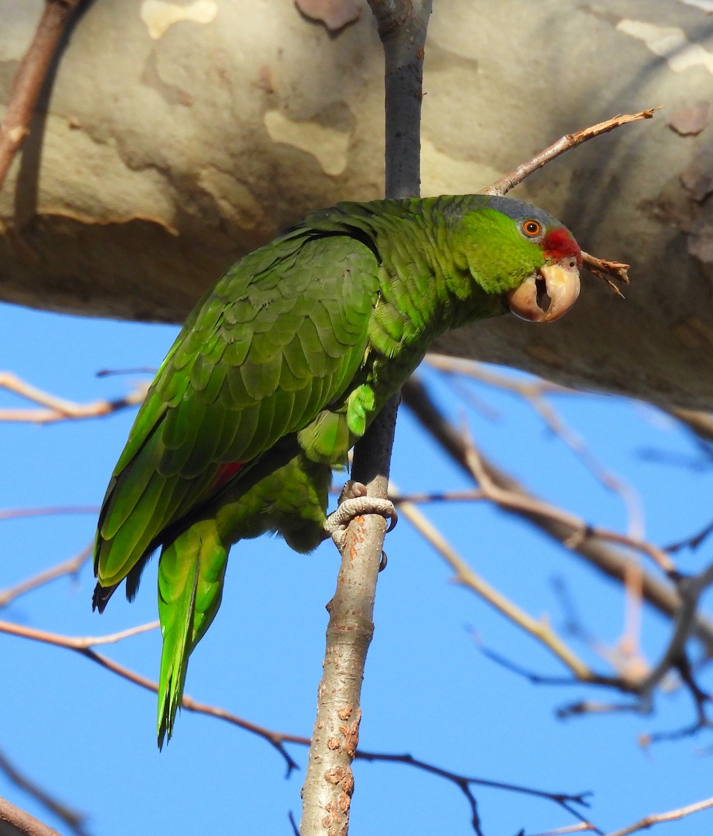 Lilac-crowned Parrot - ML616194269