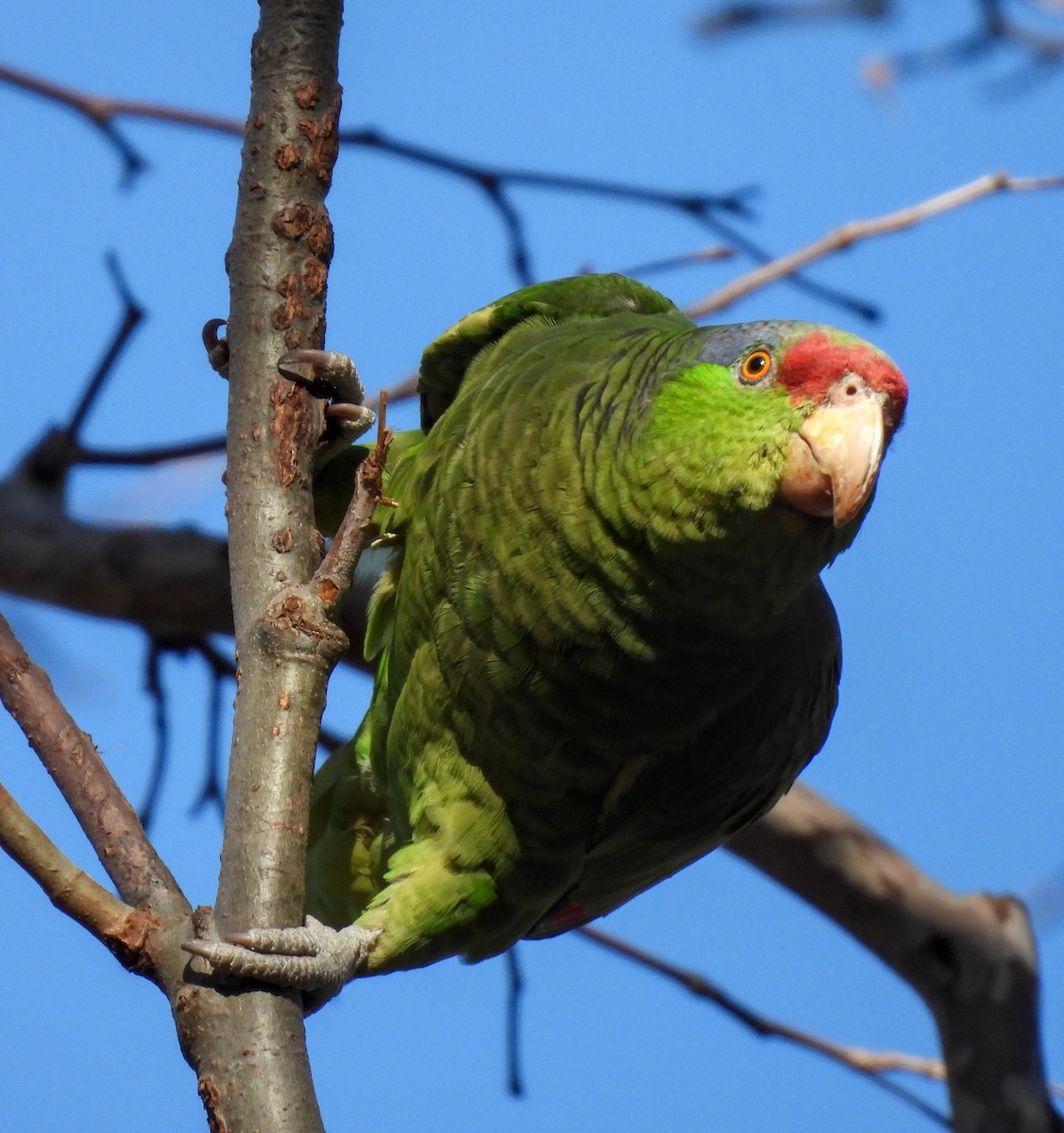 Lilac-crowned Parrot - ML616194272