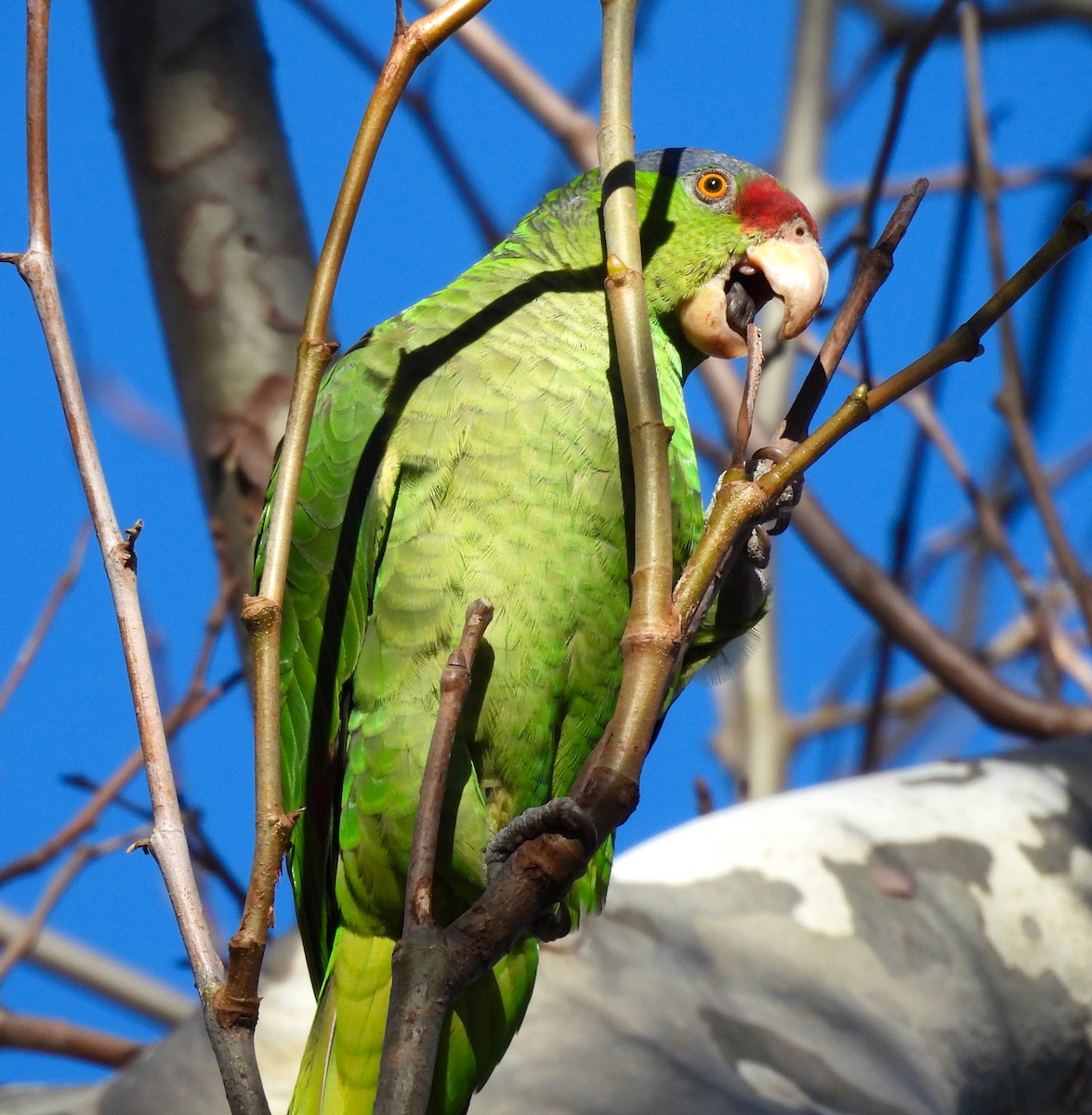 Lilac-crowned Parrot - ML616194273
