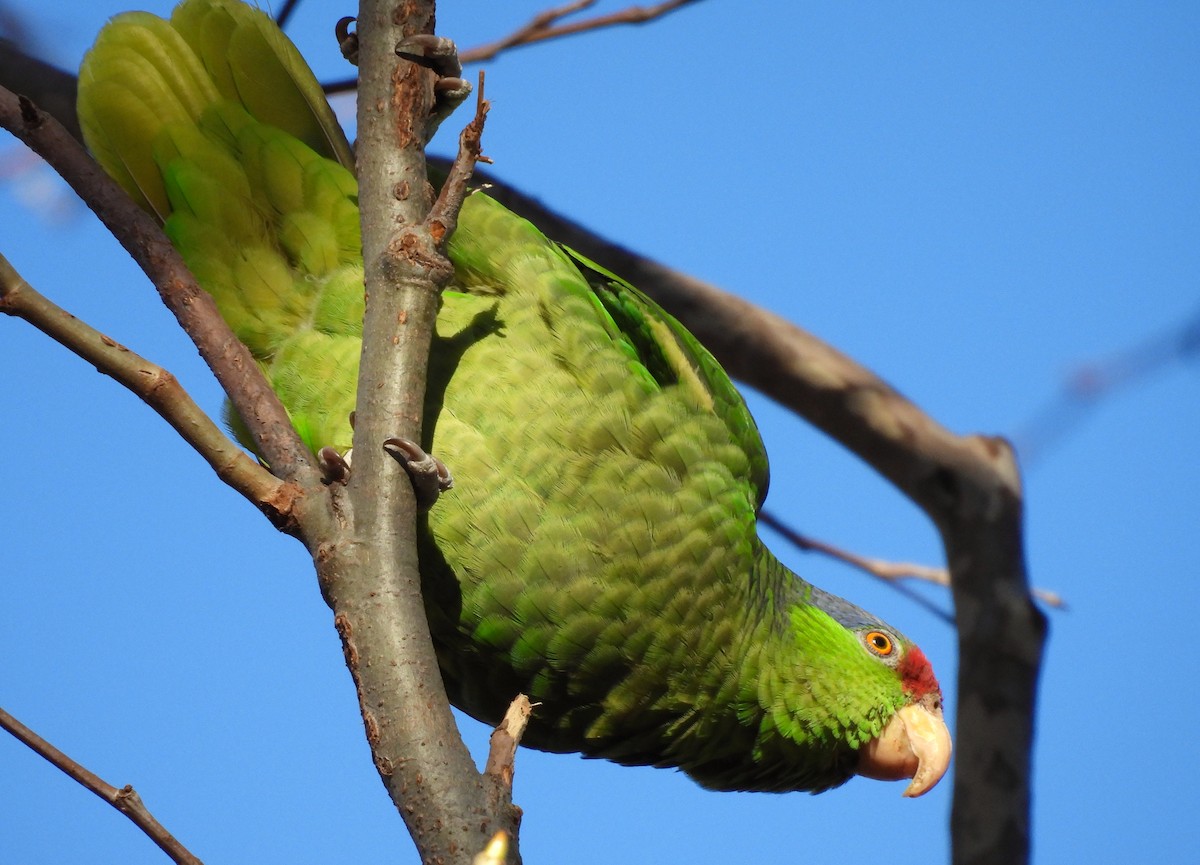 Lilac-crowned Parrot - ML616194274