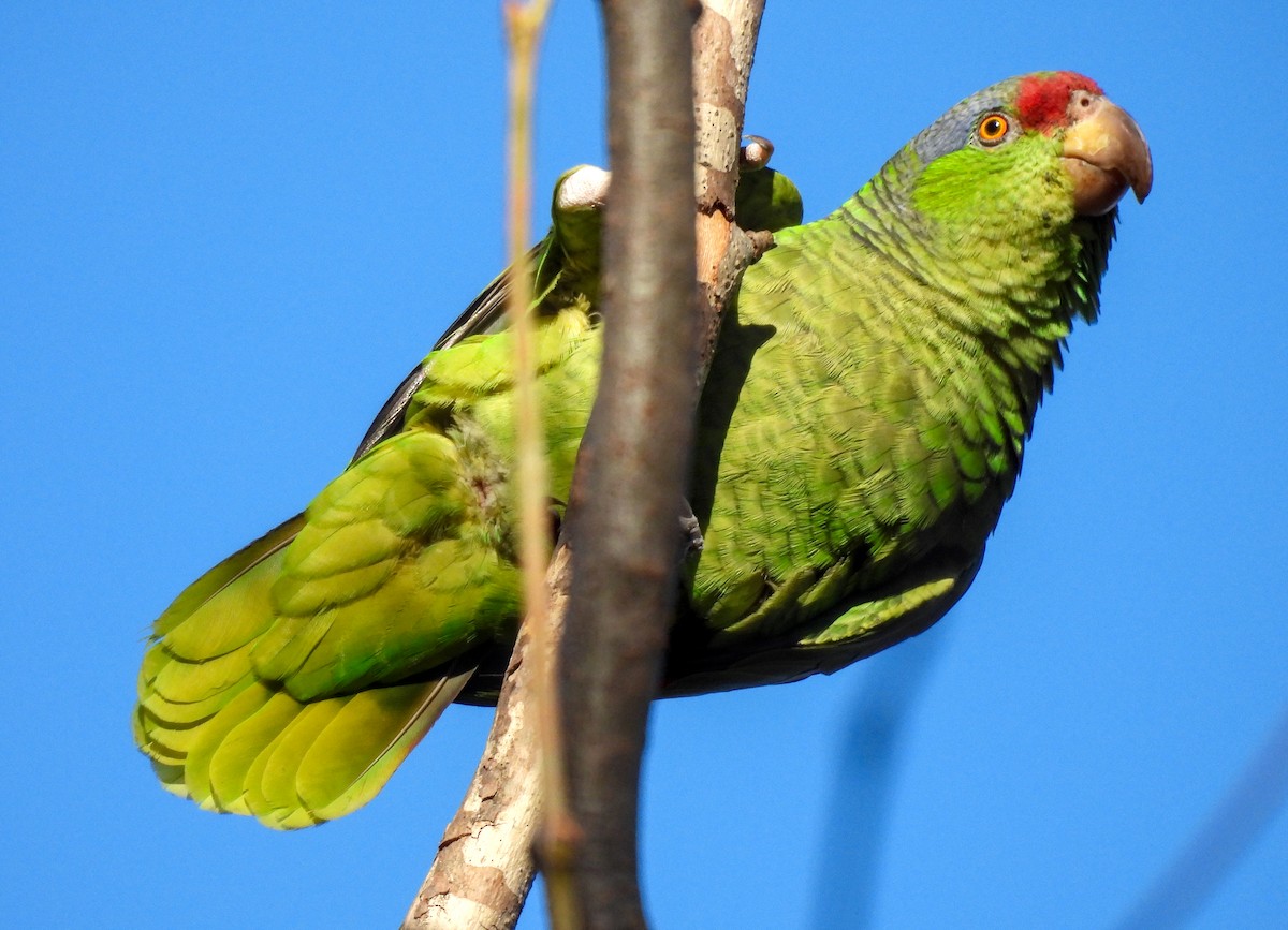 Lilac-crowned Parrot - ML616194276