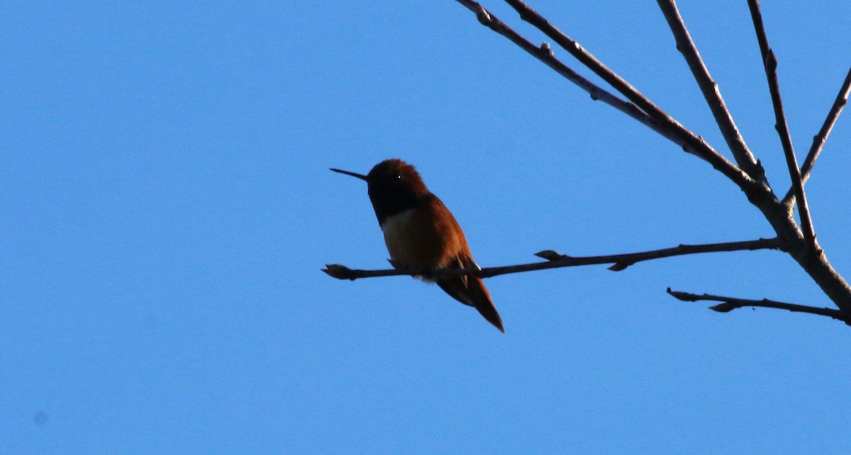 Rufous Hummingbird - ML616194286