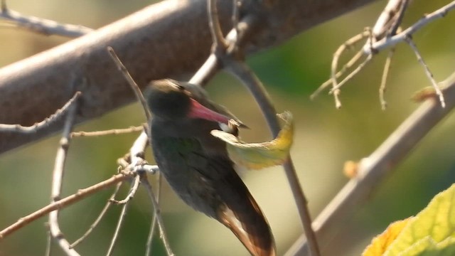 kolibřík temnobřichý - ML616194336