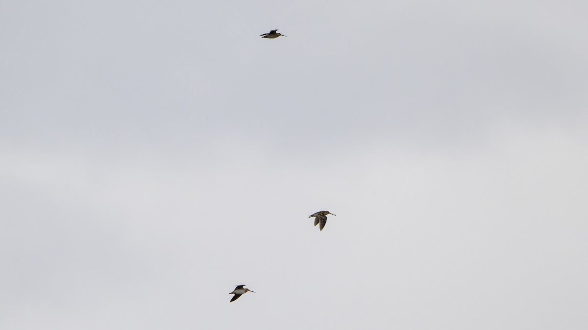 Wilson's Snipe - Paul Clifford