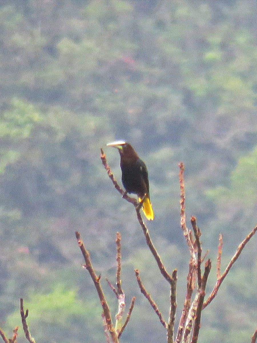 Chestnut-headed Oropendola - ML616194361