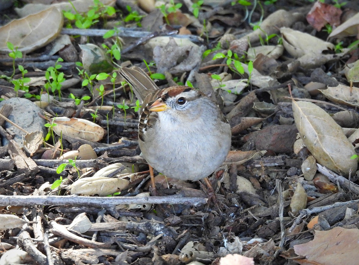 White-crowned Sparrow - ML616194391