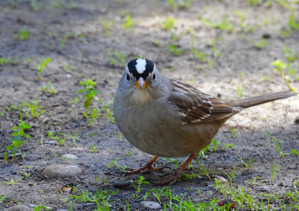 White-crowned Sparrow - ML616194396