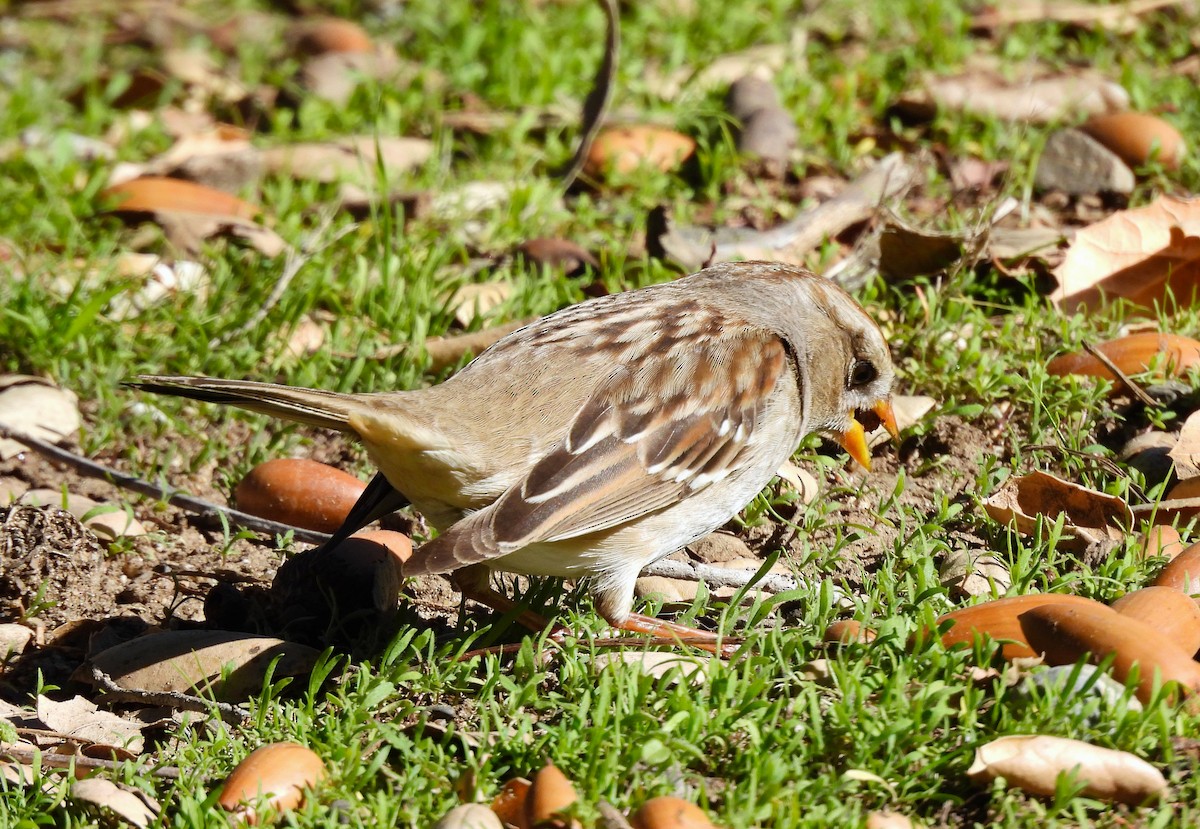 White-crowned Sparrow - ML616194397