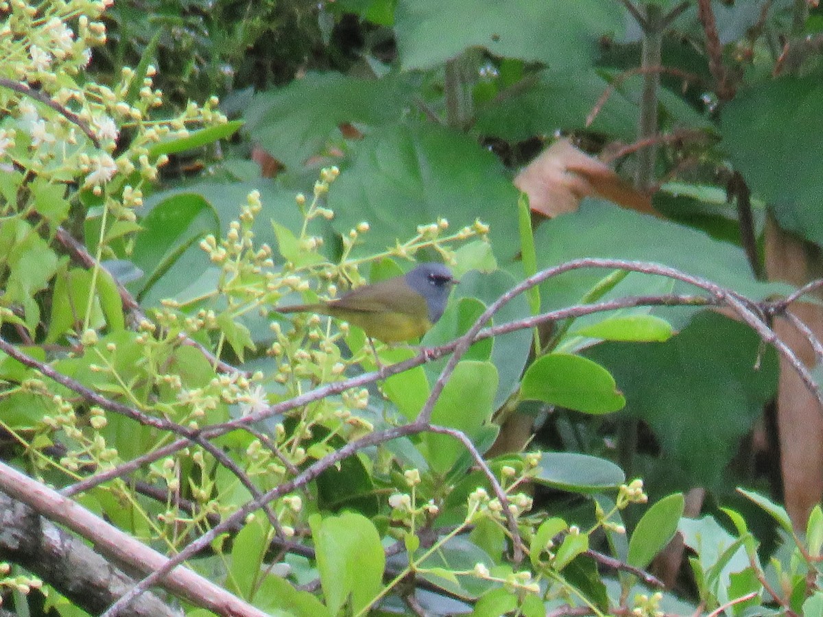 MacGillivray's Warbler - ML616194408