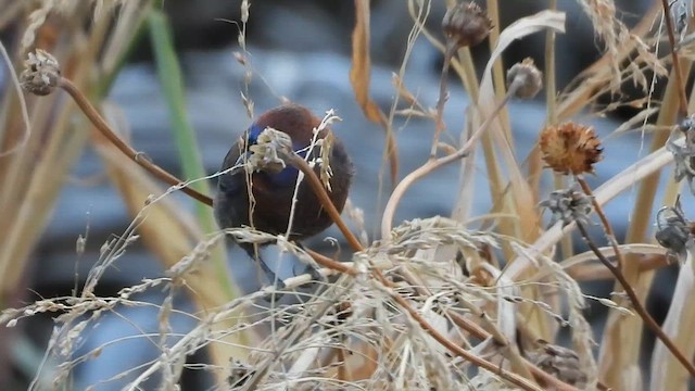 Varied Bunting - ML616194423