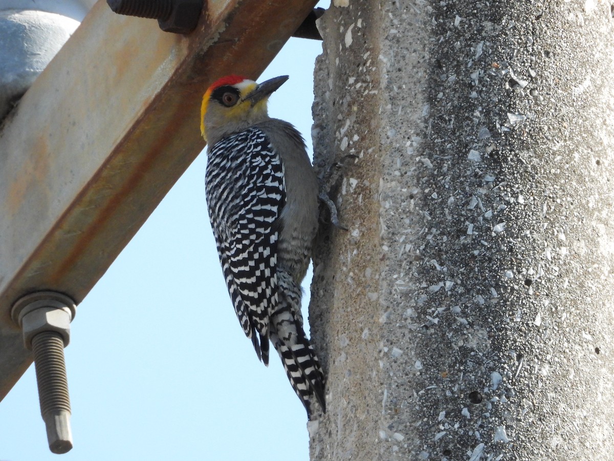 Golden-cheeked Woodpecker - ML616194452