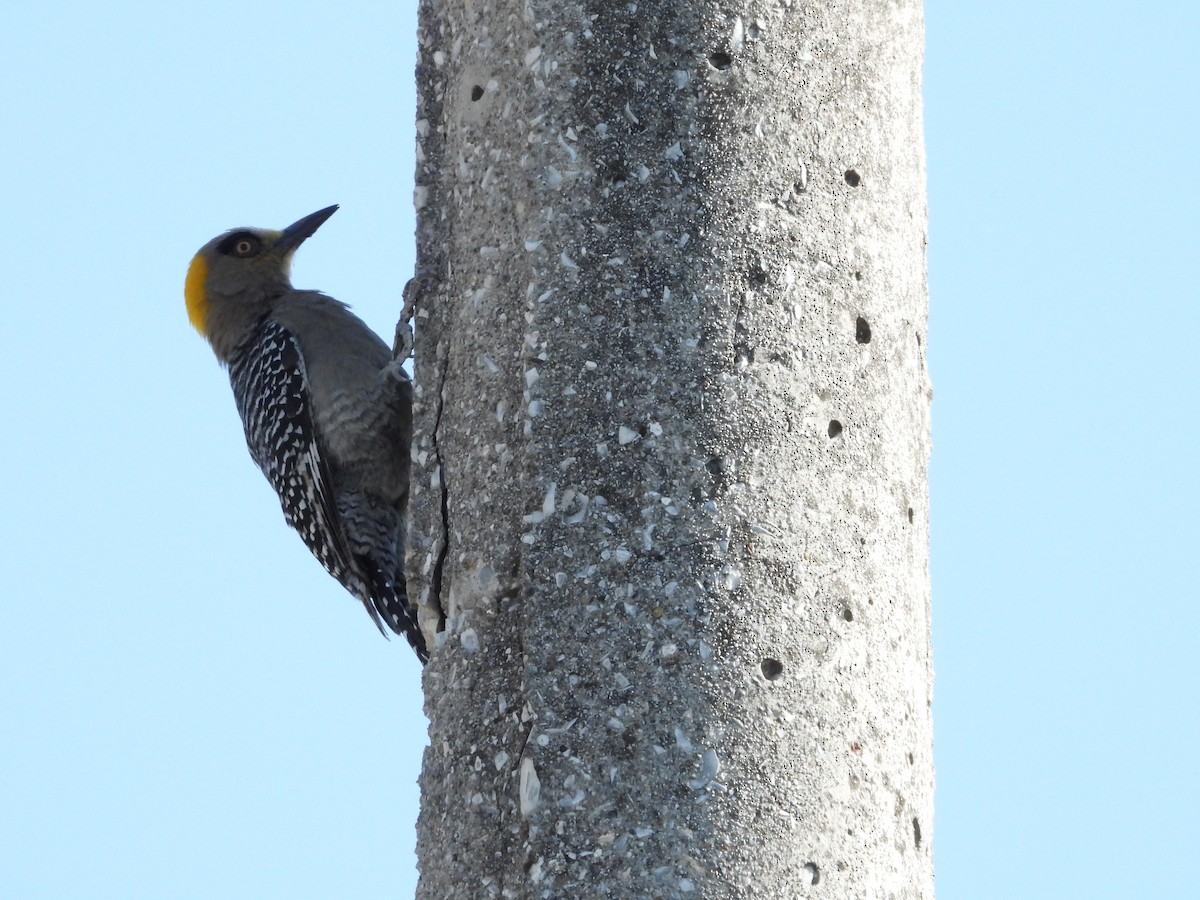 Golden-cheeked Woodpecker - ML616194453