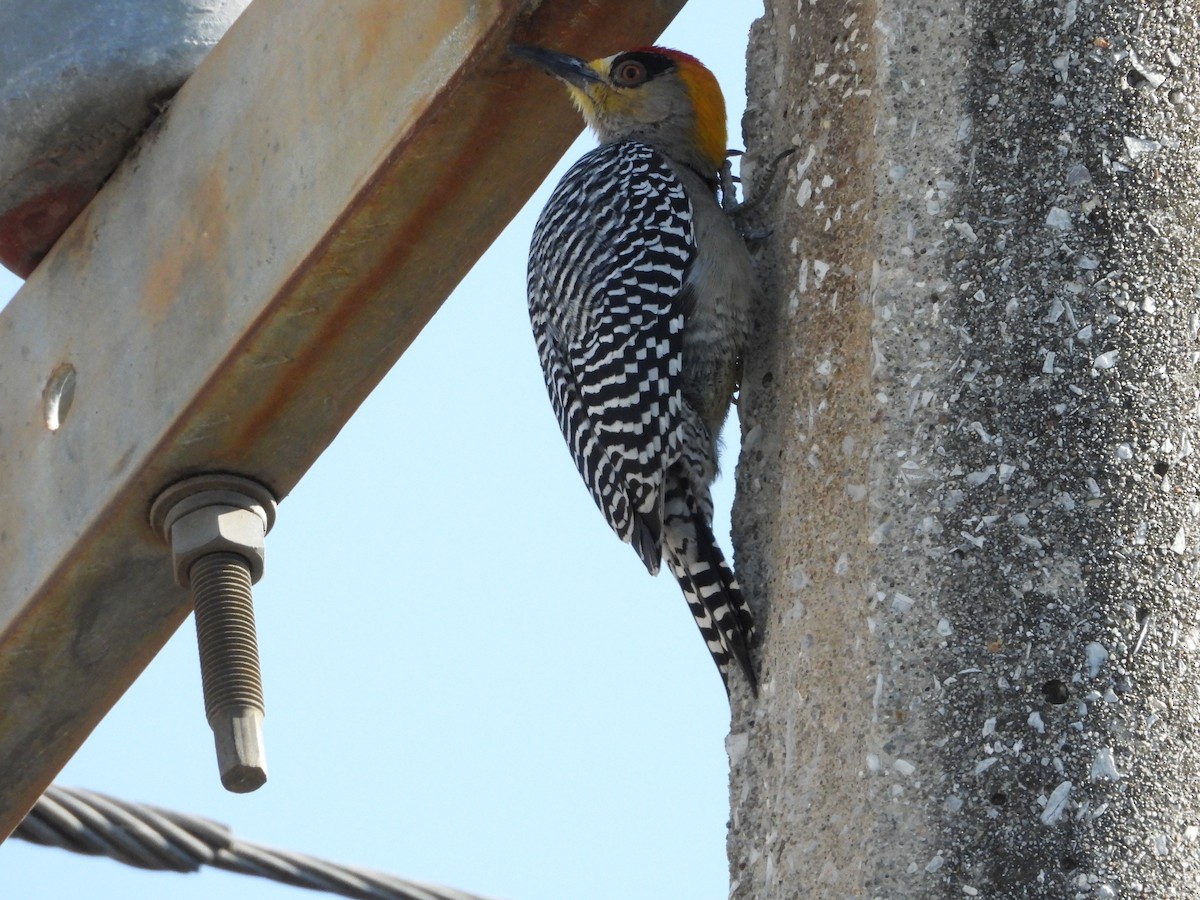 Golden-cheeked Woodpecker - ML616194454