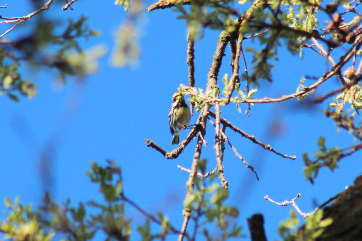 Black-throated Gray x Townsend's Warbler (hybrid) - ML616194455