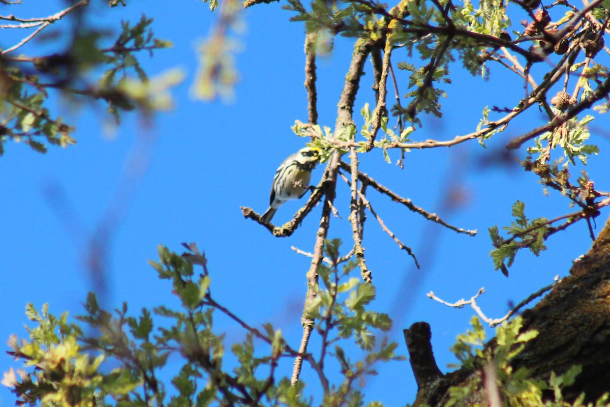 Black-throated Gray x Townsend's Warbler (hybrid) - ML616194456