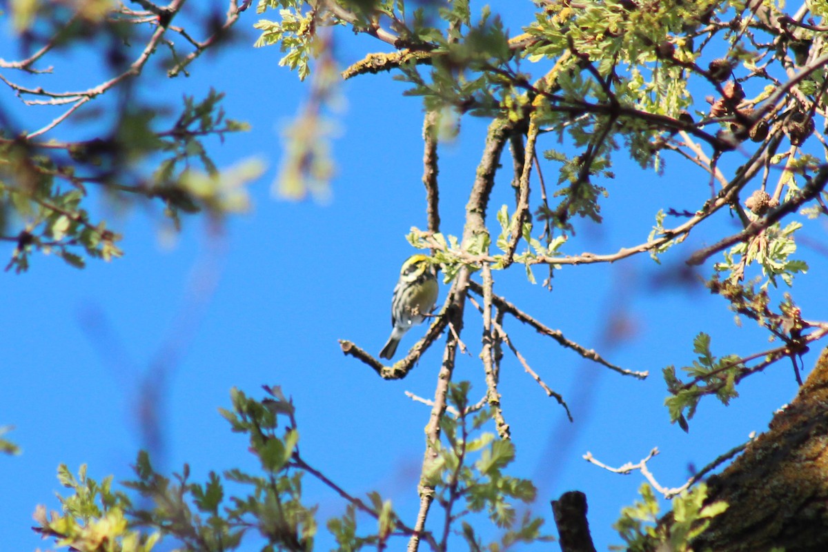 Black-throated Gray x Townsend's Warbler (hybrid) - ML616194457