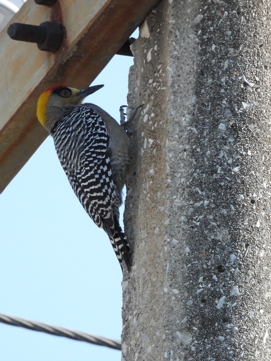 Golden-cheeked Woodpecker - ML616194458