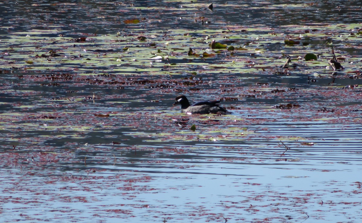 Green Pygmy-Goose - ML616194472