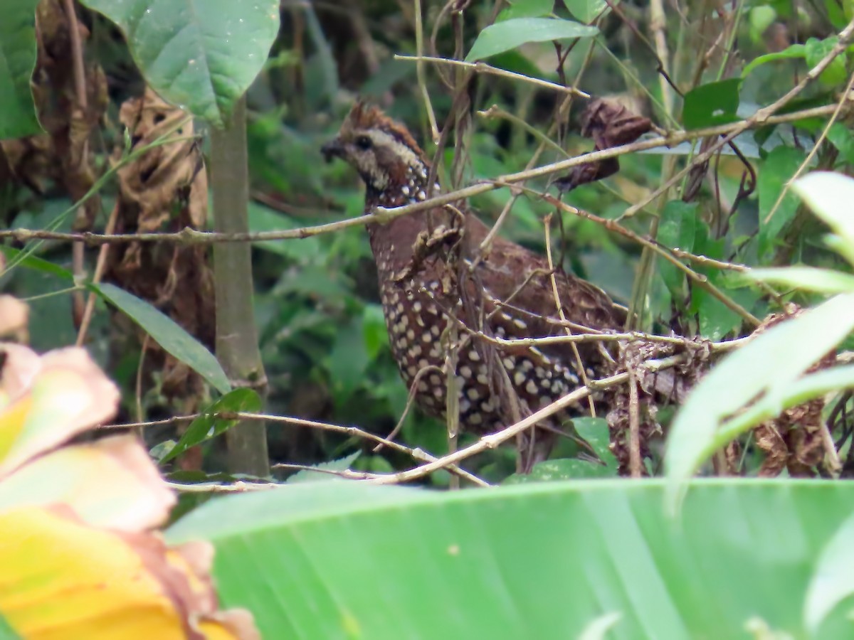 Crested Bobwhite (Spot-bellied) - ML616194577