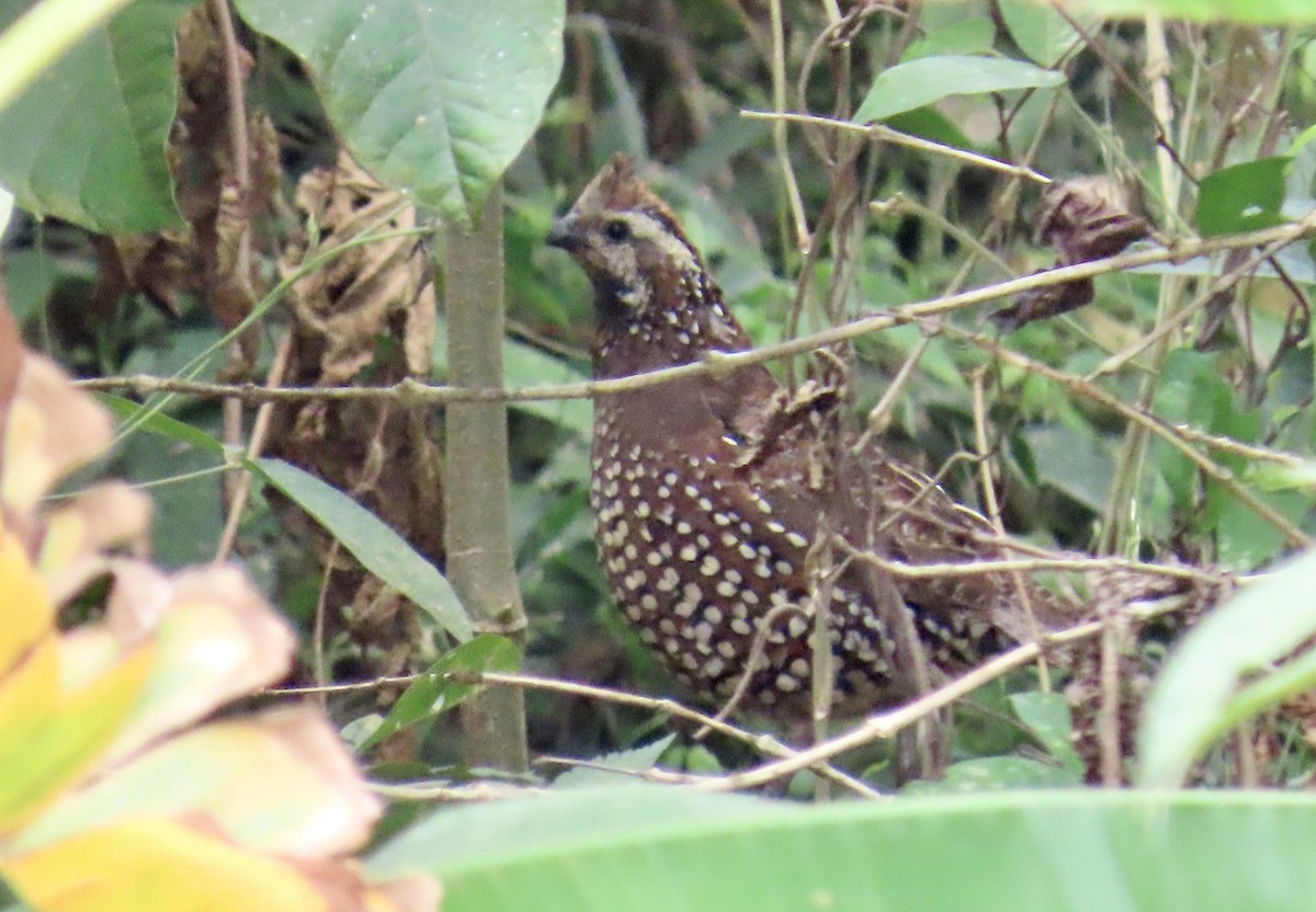 Crested Bobwhite (Spot-bellied) - ML616194578