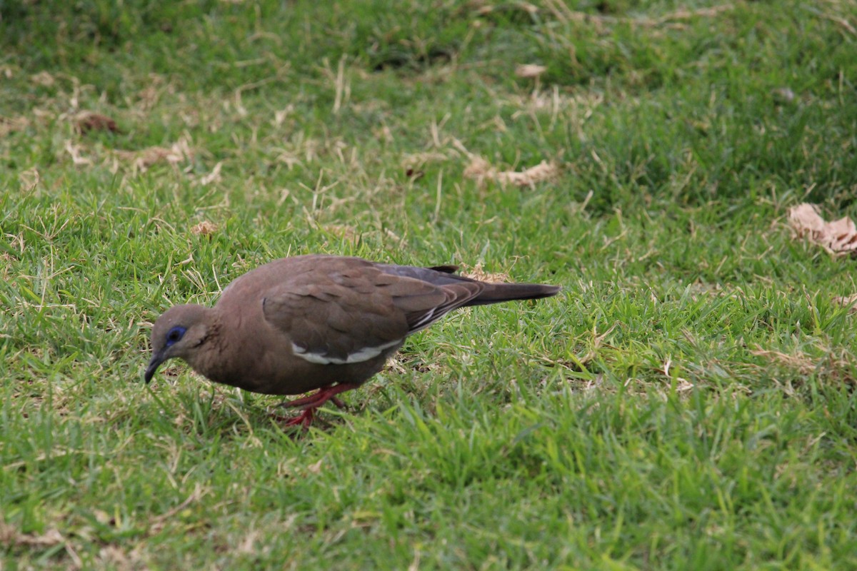 West Peruvian Dove - ML616194590