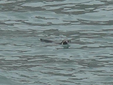 tučňák Humboldtův - ML616194591