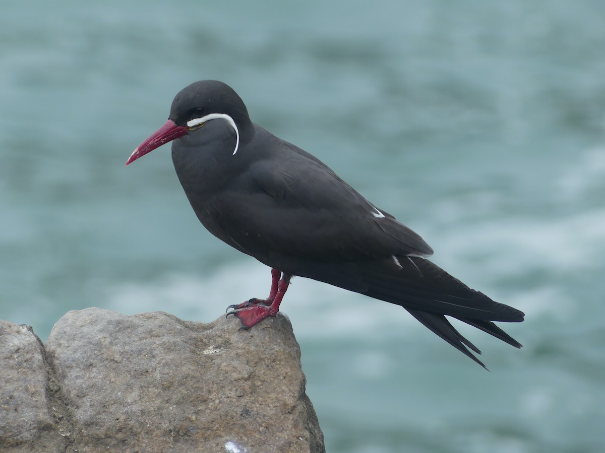 Inca Tern - ML616194629