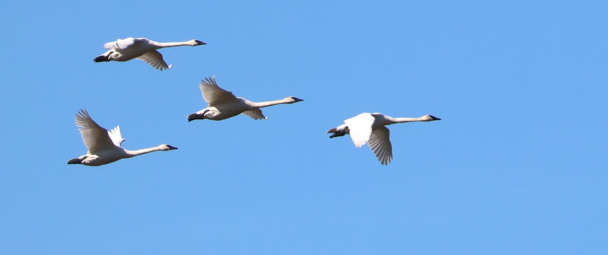 Trumpeter Swan - ML616194675