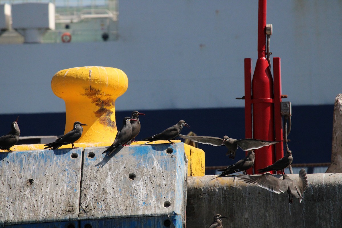 Inca Tern - Armando Aranela