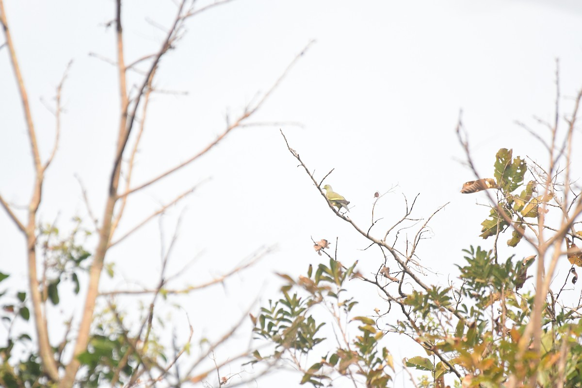 Orange-breasted Green-Pigeon - ML616194740