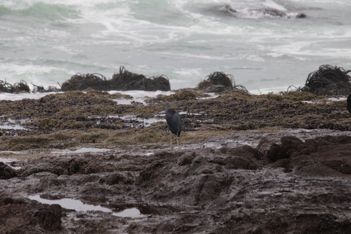 Little Blue Heron - ML616194825